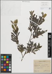 Foto von Salix purpurea L.